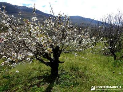 Cerezos flor Jerte; Nogaleas; senderismo en madrid rutas; excursiones senderismo madrid;mochilas lis